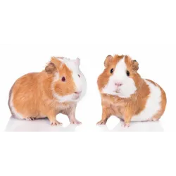Telo da bagno Animali Guinea Pig Guinea Pals, Telo mare 70 * 140 cm